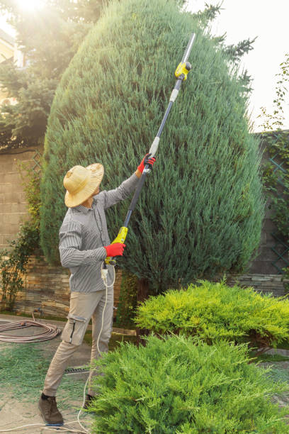 Best Sod Installation  in Madison Park, NJ